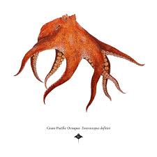 Image result for Enteroctopus dofleini