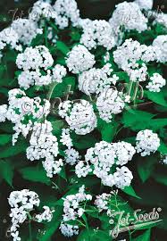 Attēlu rezultāti vaicājumam “Lunaria rediviva leaf”