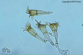 Attēlu rezultāti vaicājumam “Puccinia agrostidis”