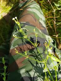 Attēlu rezultāti vaicājumam “Galium rivale flower”