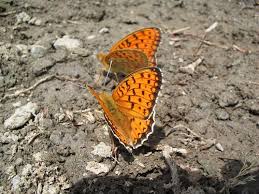 Attēlu rezultāti vaicājumam “Argynnis niobe underside”