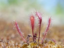 Attēlu rezultāti vaicājumam “Drosera anglica leaf”