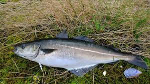 Image result for Pollachius virens