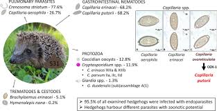 Attēlu rezultāti vaicājumam “Erinaceus sp.”