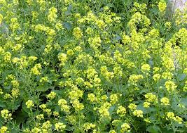 Attēlu rezultāti vaicājumam “Sinapis alba”