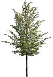 Attēlu rezultāti vaicājumam “Carpinus betulus”