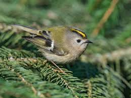 Attēlu rezultāti vaicājumam “Regulus regulus adult”