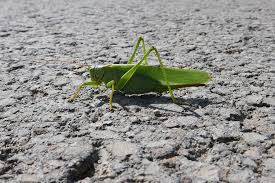 Attēlu rezultāti vaicājumam “Tettigoniodea”