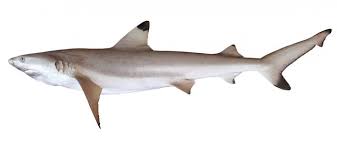 Image result for Carcharhinus limbatus