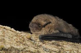 Attēlu rezultāti vaicājumam “Pipistrellus nathusii”