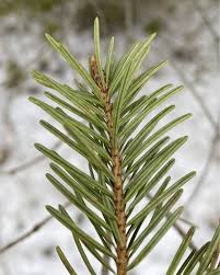Attēlu rezultāti vaicājumam “Pseudotsuga menziesii”
