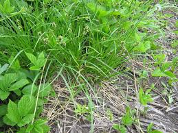 Attēlu rezultāti vaicājumam “Carex spicata”