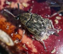 Attēlu rezultāti vaicājumam “Cribraria costata”