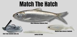 Image result for Alosa alabamae