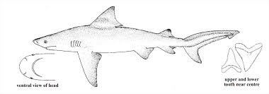 Image result for Carcharhinus brevipinna