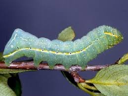 Attēlu rezultāti vaicājumam “Amphipyra”