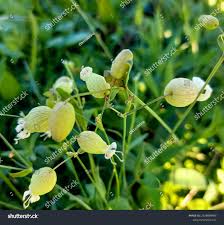 Image result for Silene vulgaris
