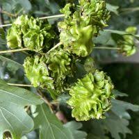 Attēlu rezultāti vaicājumam “Andricus quercuscorticis”