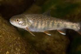 Image result for Salvelinus malma