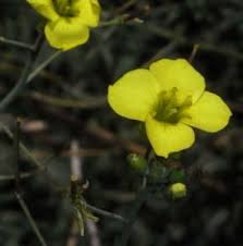 Attēlu rezultāti vaicājumam “Diplotaxis tenuifolia bud”