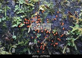 Attēlu rezultāti vaicājumam “Hemitrichia decipiens var. hemitrichoides”