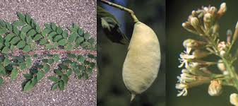 Attēlu rezultāti vaicājumam “Gymnocladus dioicus bud”