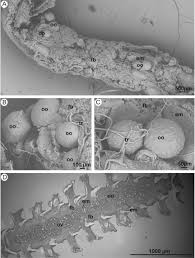 Attēlu rezultāti vaicājumam “Strongylosoma pallipes”