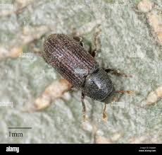 Attēlu rezultāti vaicājumam “Hylastes sp.”