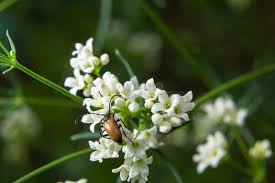 Attēlu rezultāti vaicājumam “Paracorymbia maculicornis imago”