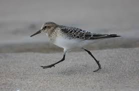 Image result for Calidris bairdii