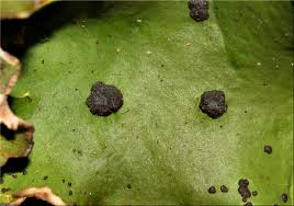 Attēlu rezultāti vaicājumam “Peltigera leucophlebia”