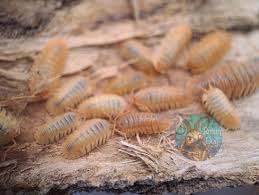 Attēlu rezultāti vaicājumam “Armadillidium pulchellum”