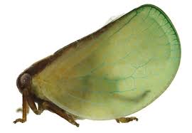 Attēlu rezultāti vaicājumam “Auchenorrhyncha”