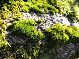 Attēlu rezultāti vaicājumam “Bryum”