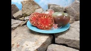 Afbeeldingsresultaat voor 1884 purple tomato