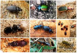 Attēlu rezultāti vaicājumam “Carabidae”