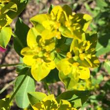 Attēlu rezultāti vaicājumam “Euphorbia palustris”