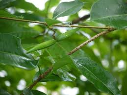 Attēlu rezultāti vaicājumam “Cryptocala chardinyi”