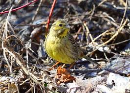 Attēlu rezultāti vaicājumam “Emberiza citrinella juvenile”