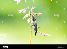 Attēlu rezultāti vaicājumam “Cidnopus aeruginosus”