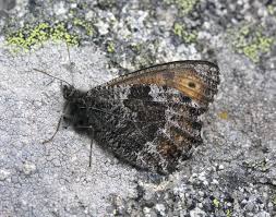 Attēlu rezultāti vaicājumam “Oeneis jutta underside”