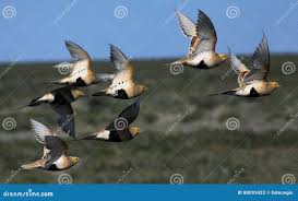 Image result for Syrrhaptes paradoxus