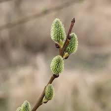 Attēlu rezultāti vaicājumam “Salix caprea male flower”