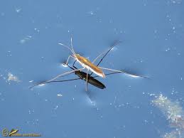 Attēlu rezultāti vaicājumam “Limnoporus rufoscutellatus”