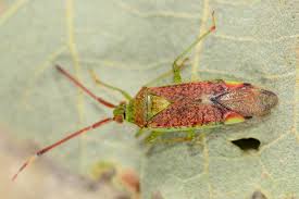 Attēlu rezultāti vaicājumam “Pantilius tunicatus”