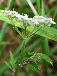 Attēlu rezultāti vaicājumam “Torilis japonica leaf”