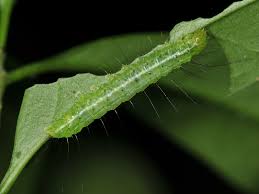 Attēlu rezultāti vaicājumam “Craniophora ligustri”