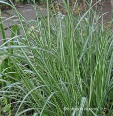 Attēlu rezultāti vaicājumam “Calamagrostis arundinacea leaf”