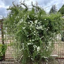 Attēlu rezultāti vaicājumam “Calystegia inflata flower”