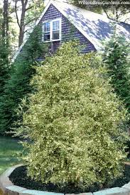 Attēlu rezultāti vaicājumam “Buxus sempervirens”